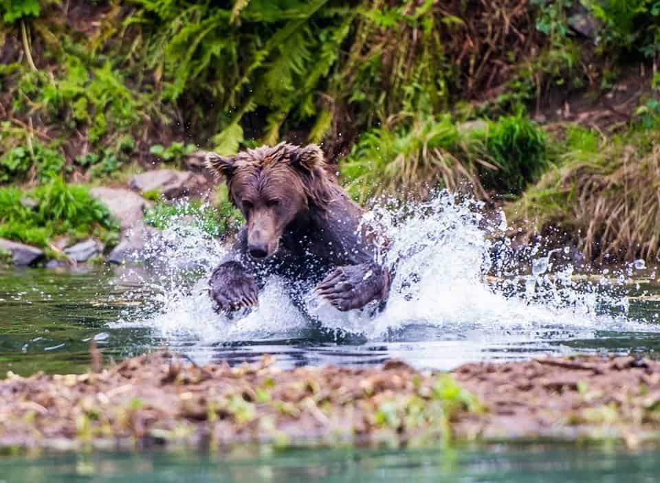 Alaska Bear Viewing / Flyouts